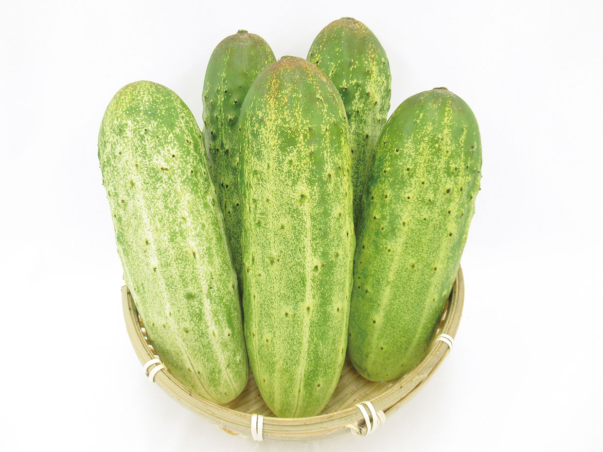 青森県・糠塚きゅうり