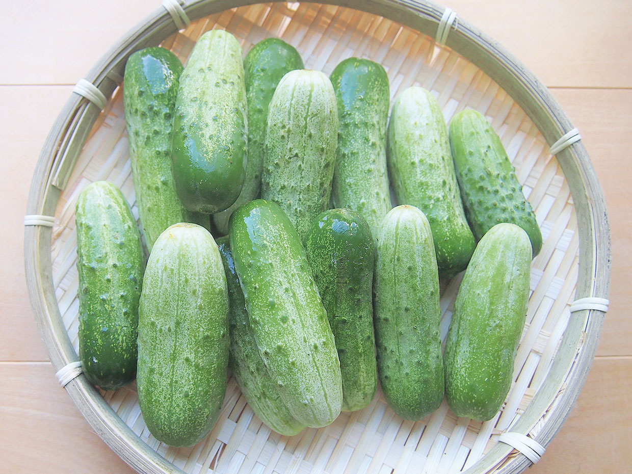 山形県・鵜渡川原きゅうり