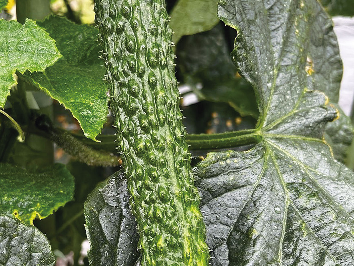 東京都・濃い旬きゅうり