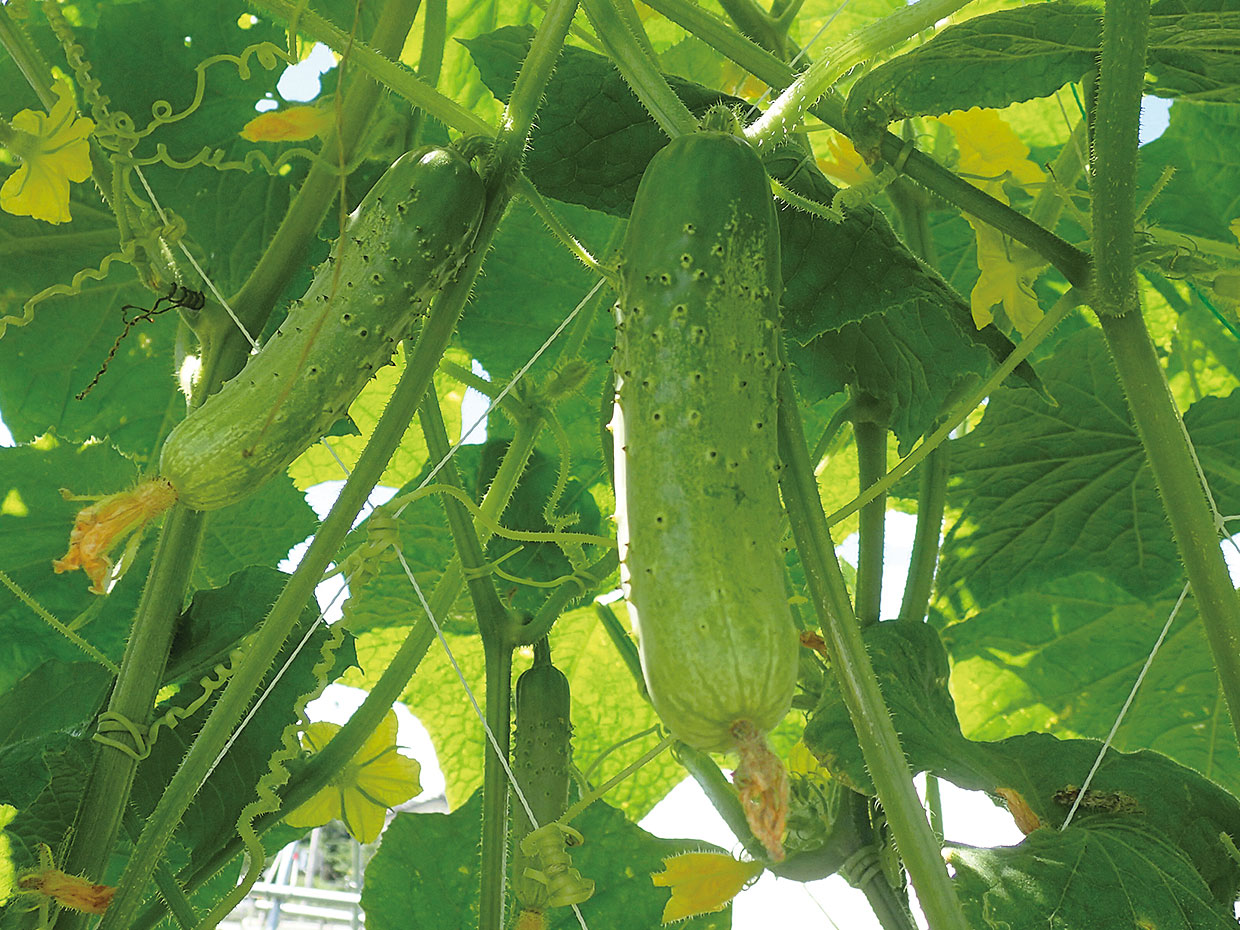長野県・佐久古太きゅうり