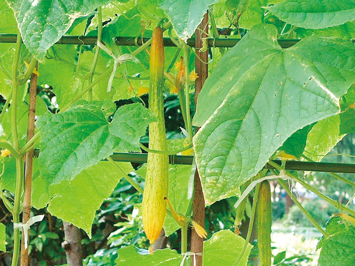 大阪府・毛馬きゅうり