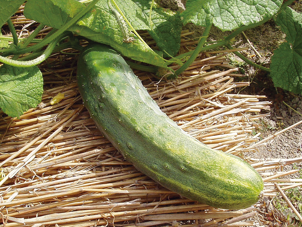 山口県・仁保きゅうり