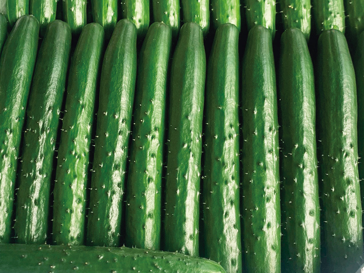 宮崎県・ワンタッチ極プレミアム