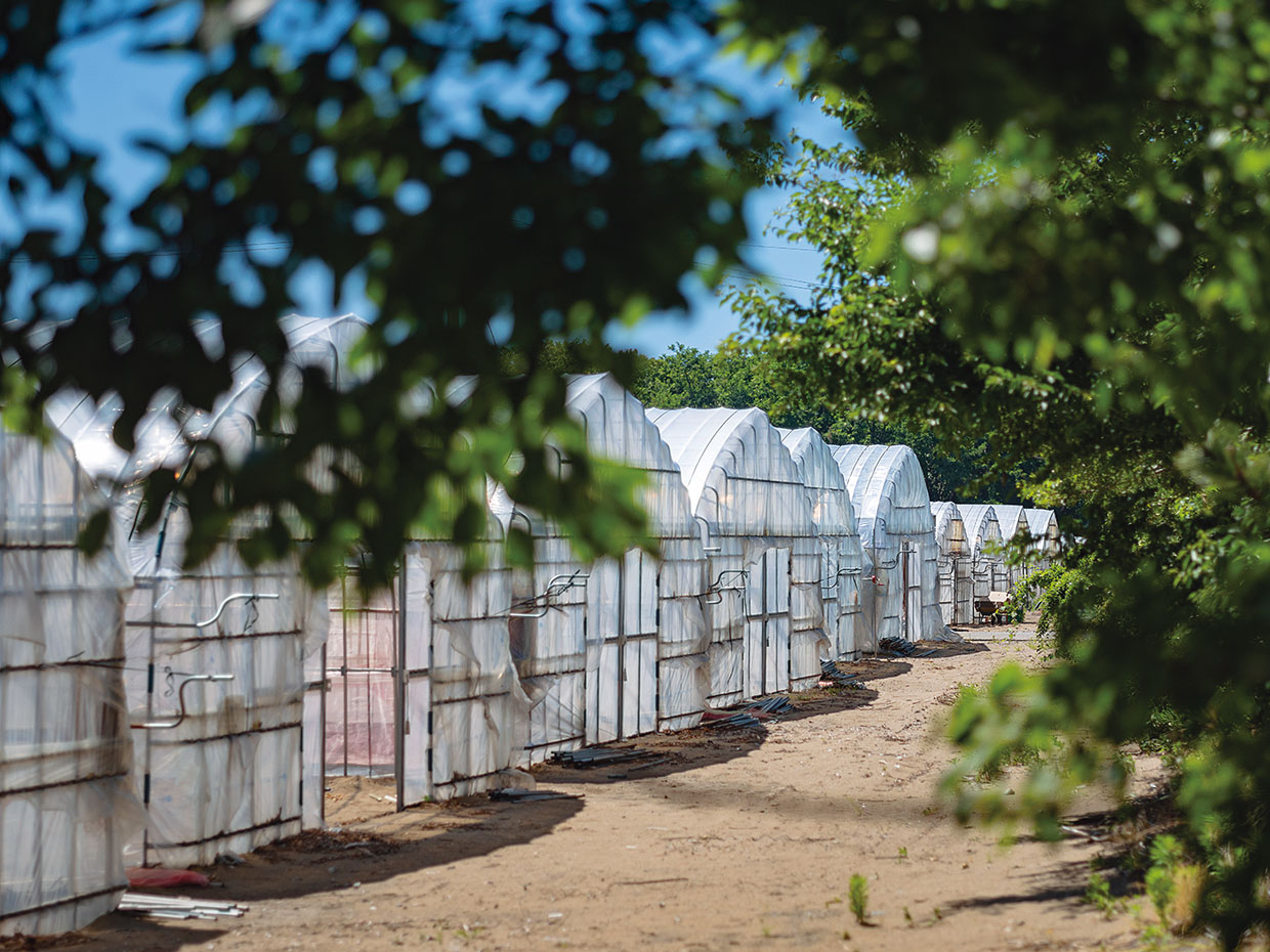 ハウスは生産者ごとに微妙に作りが違う