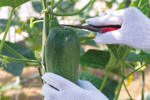 収穫の様子からも、その大きさが見て取れる