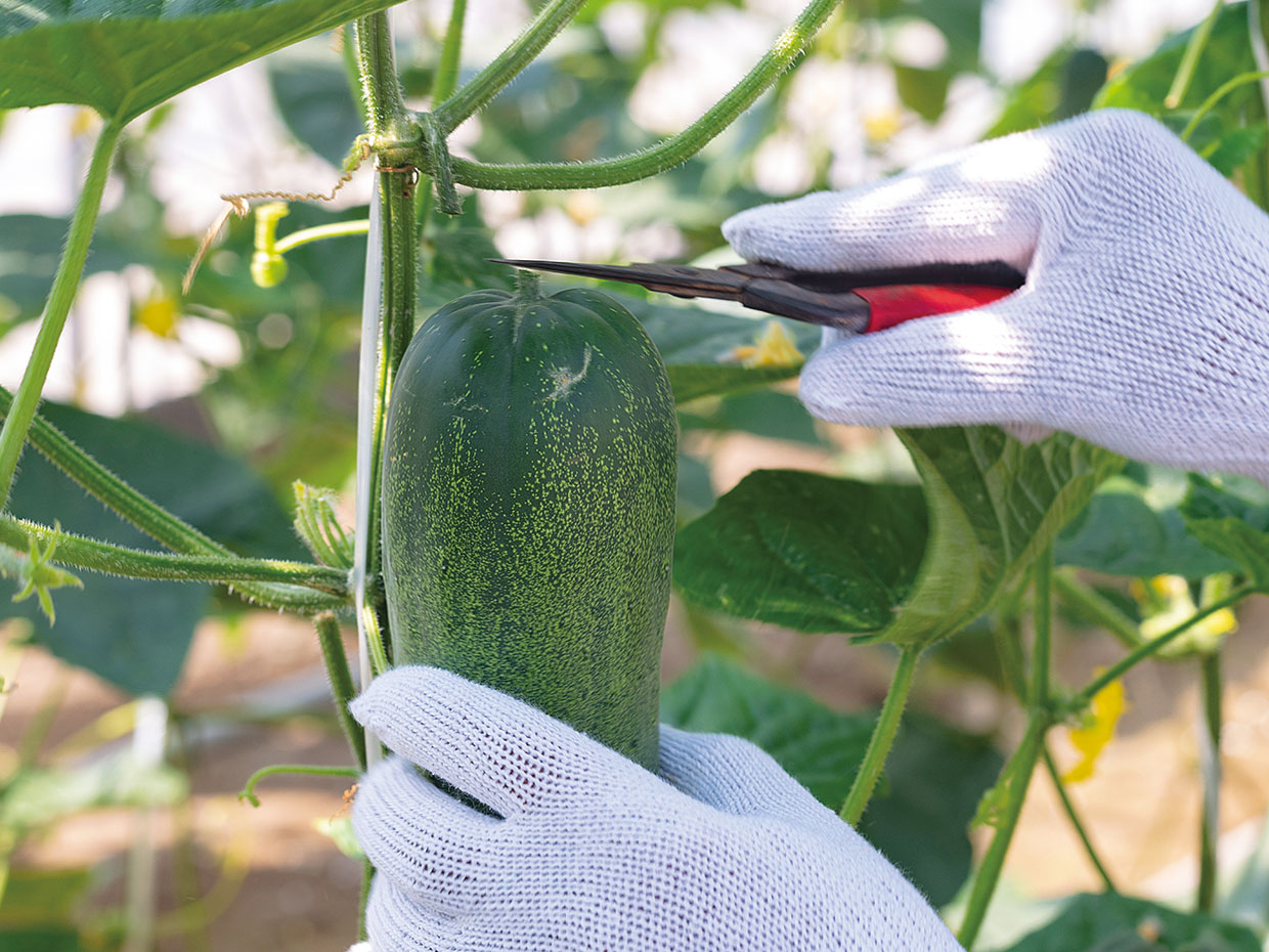 収穫の様子からも、その大きさが見て取れる