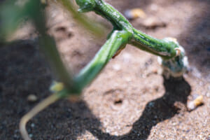 たわわに実る樹を支える根元は、意外にもか細い