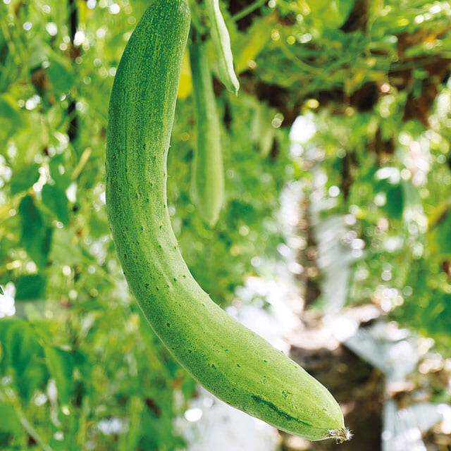 時代を超えてつながる種って、すてきです