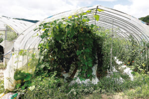 あさかぜきゅうりの栽培の様子。葉が生い茂っている