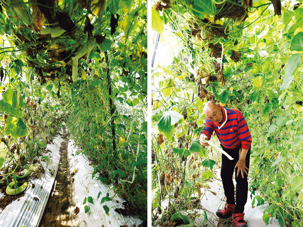 （左）天井から垂れ下がる白い実（右）アーチの天井は低く、実の収穫は身をかがめて行わなくてはならない
