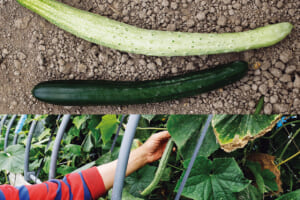 （上）2種類は見た目が全く異なる（下）緑色が強くなってしまったあさかぜきゅうり