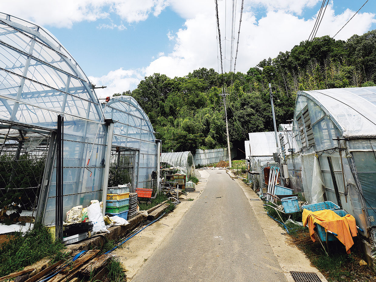 一般的なきゅうりはハウスの中で栽培している