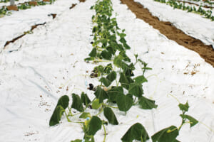 3日前に作付けしたきゅうりの芽。成長が早い