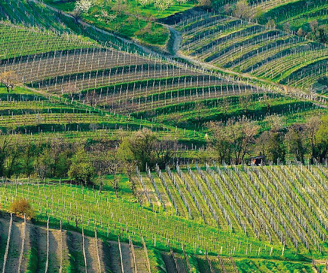 マーレ・サントが造られているゴリシュカ・ブルダ。