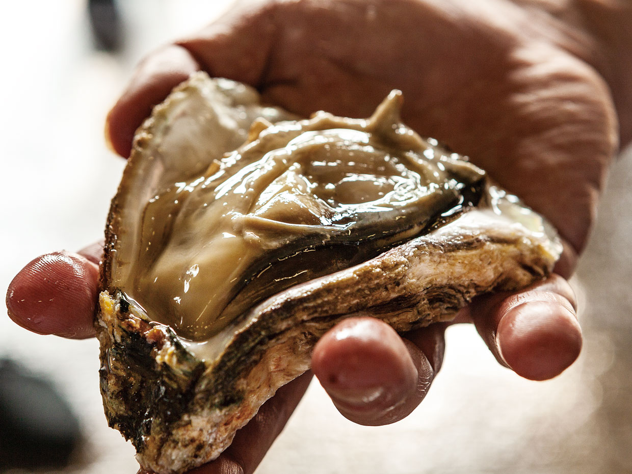 淀江漁港 岩ガキ