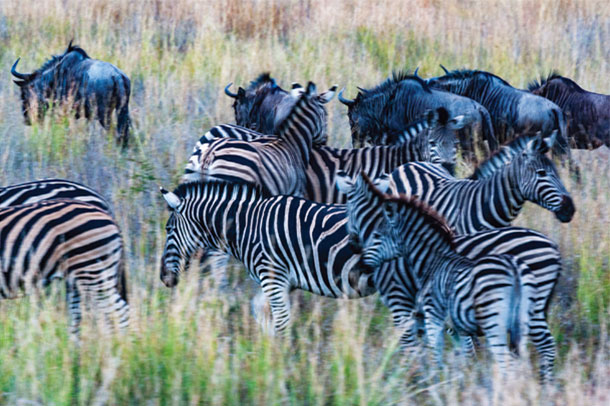 薄明かりの中で無心に草をはむシマウマ