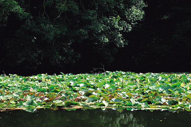 明治神宮。御社殿の南側にある「南池」