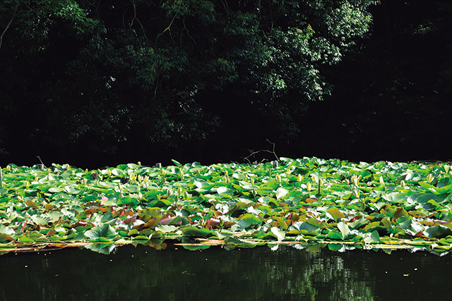 明治神宮。御社殿の南側にある「南池」