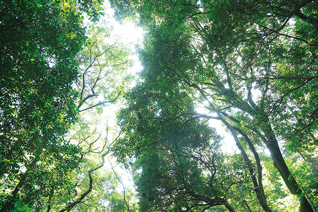 明治神宮の菖蒲田。清正井から湧き出た清らかな水で潤う