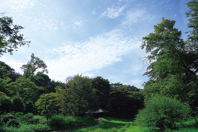 明治神宮の菖蒲田。清正井から湧き出た清らかな水で潤う