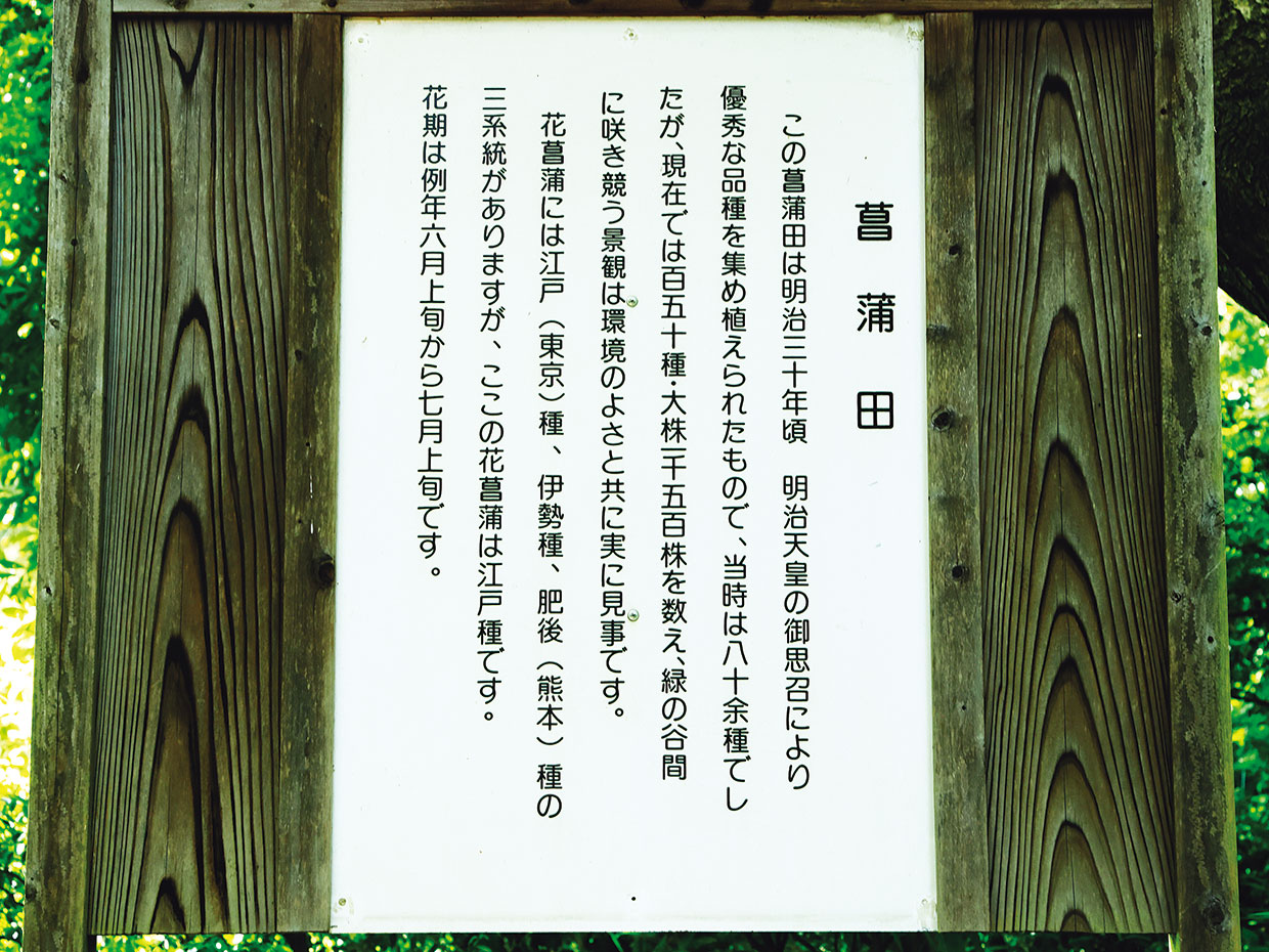 明治神宮の菖蒲田。清正井から湧き出た清らかな水で潤う
