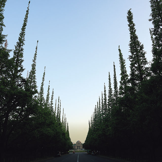 明治神宮、いちょう並木