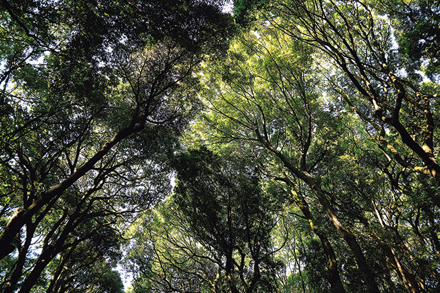 明治神宮の清正井。下屋敷を構えた加藤清正が掘ったと伝わる名湧水