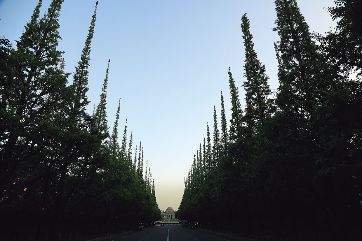 明治神宮、いちょう並木