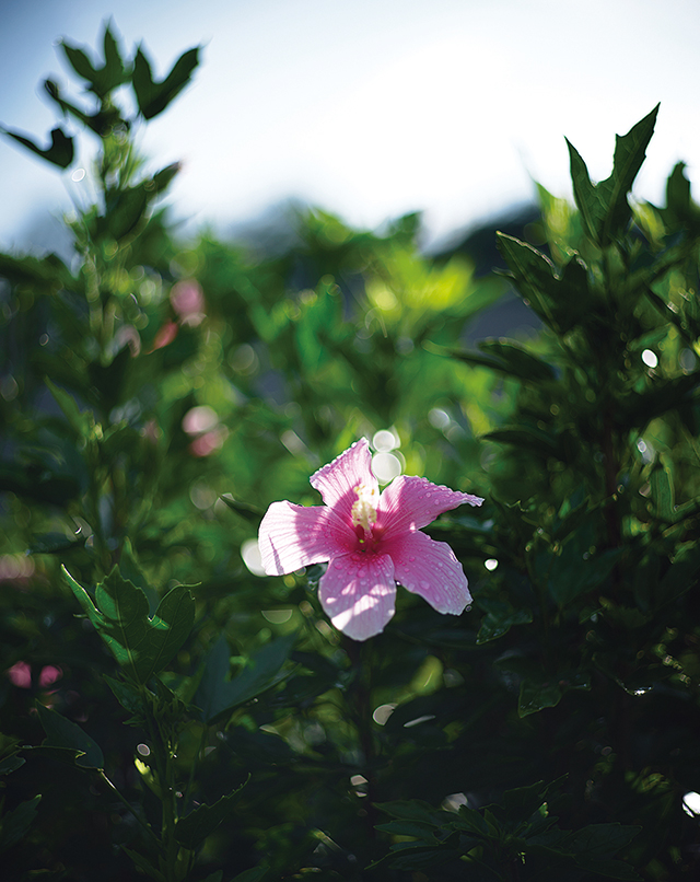 星のや沖縄。ピンクのハイビスカス
