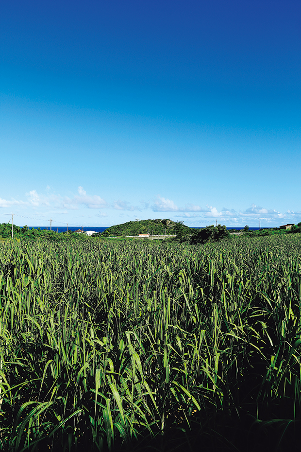 宮古島、サトウキビ畑