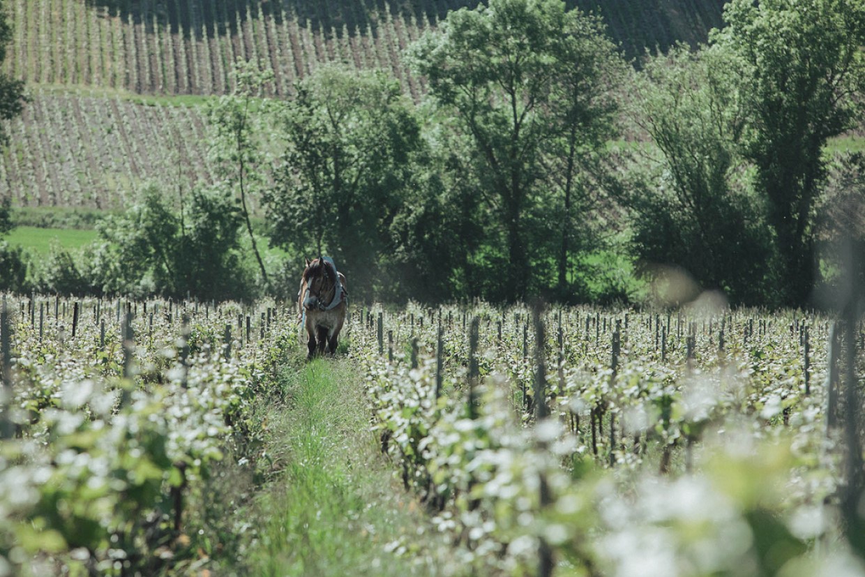 SDGs×企業 第25回、テルモン、19万3000色のグリーン