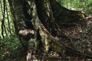 千古不易の照葉樹林、綾の森、NilesNile4月号特集