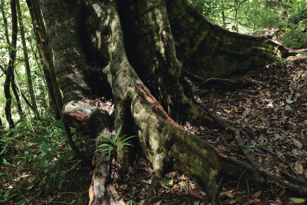 千古不易の照葉樹林、綾の森、NilesNile4月号特集