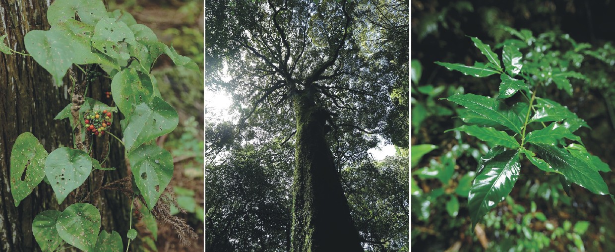 千古不易の照葉樹林、綾の森、NilesNile4月号特集