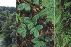 千古不易の照葉樹林 －綾の森－