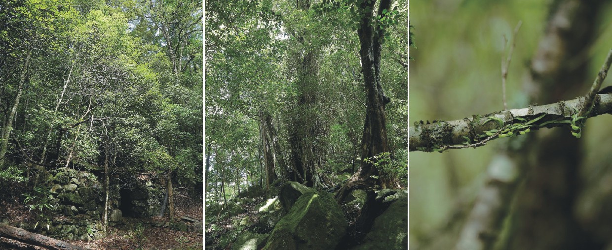 千古不易の照葉樹林 －綾の森－