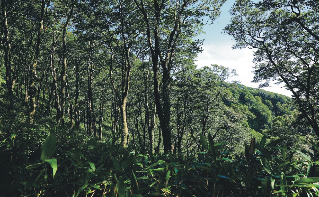 太古の森を歩く、白神山地、NilesNile4月号特集