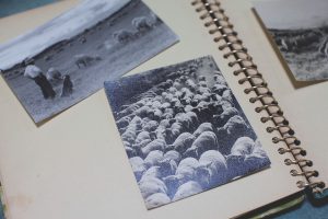 不可思議な羊の正体　羊たちと逆風の中を生き抜く