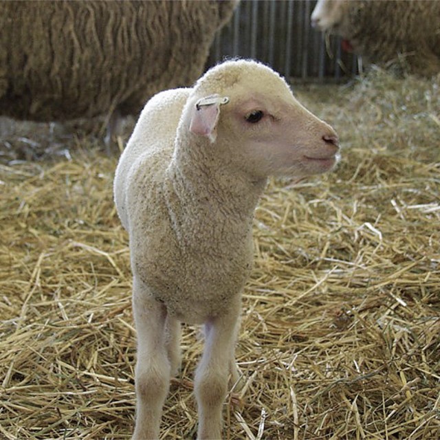 神と人。なかだちとしての羊。－日本人と羊－