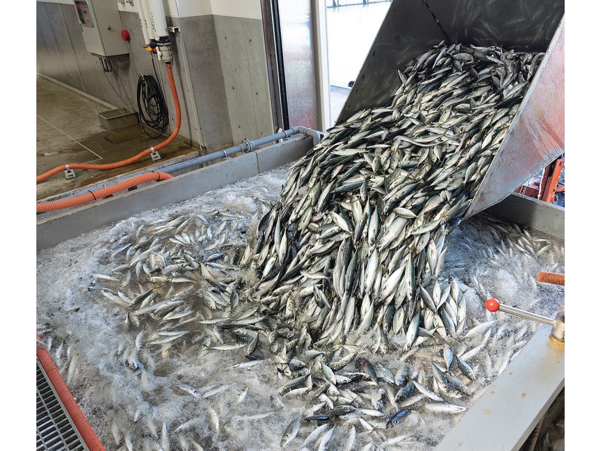 唯一無二 アジフライの聖地、長崎県松浦市