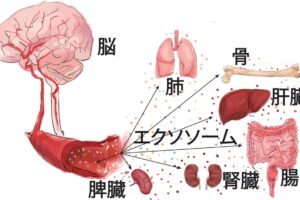 細胞間のコミュニケーションを担うエクソソーム、星野歩子