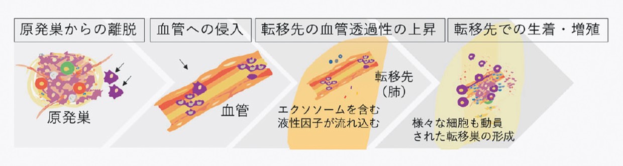細胞間のコミュニケーションを担うエクソソーム、星野歩子