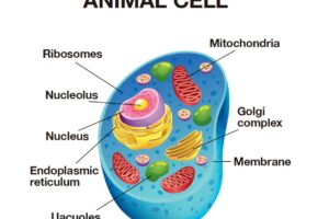 細胞とは何か、The Fascinating World of Cells