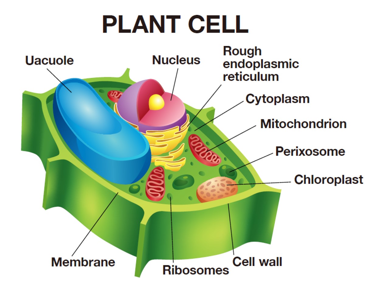 細胞とは何か、The Fascinating World of Cells