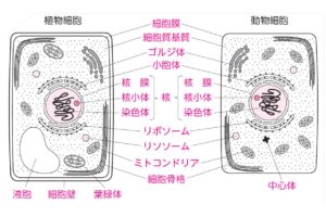 細胞から宇宙まで  Cell to Univerce