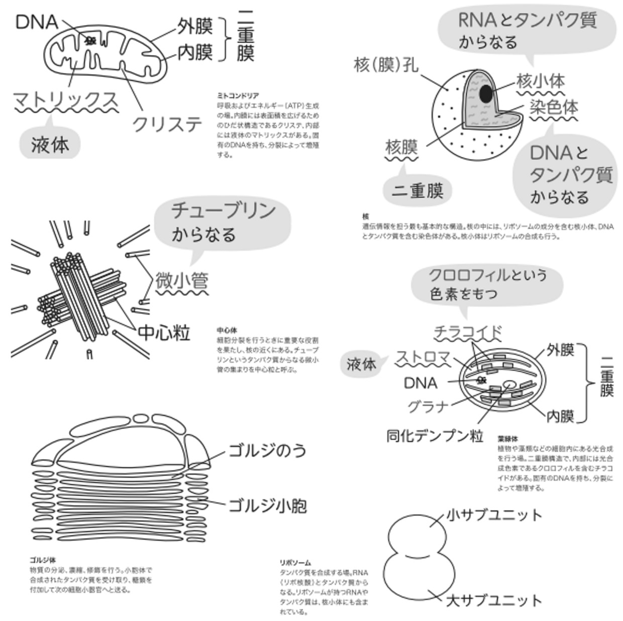 細胞から宇宙まで  Cell to Univerce