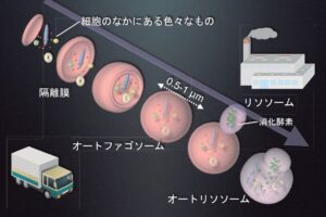 細胞の健康維持に欠かせないオートファジー