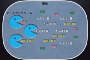 細胞の健康維持に欠かせないオートファジー、吉森保