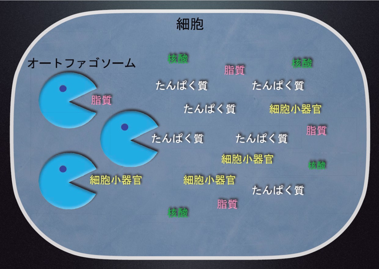 細胞の健康維持に欠かせないオートファジー、吉森保