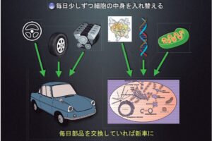 細胞の健康維持に欠かせないオートファジー、吉森保